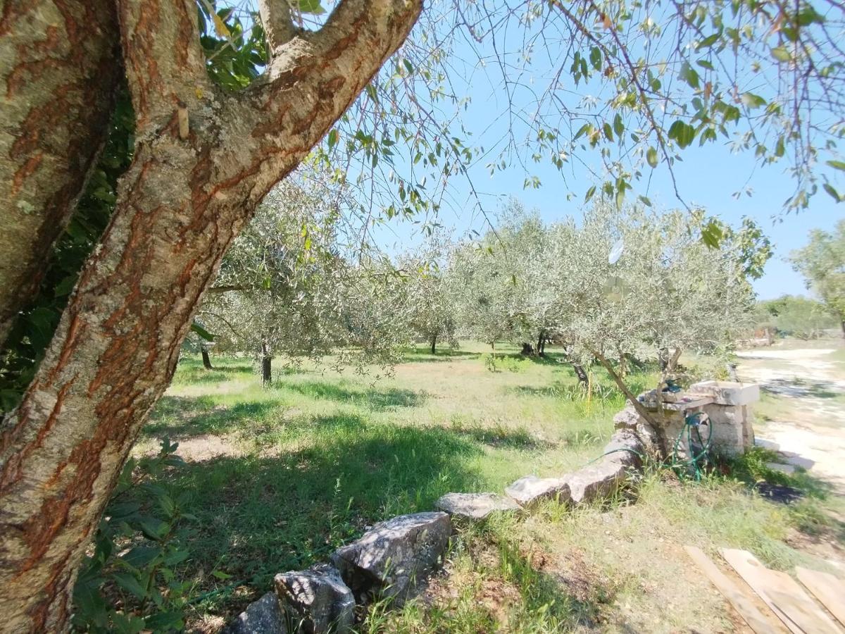 法扎纳Marti'S House In The Olive Grove公寓 外观 照片