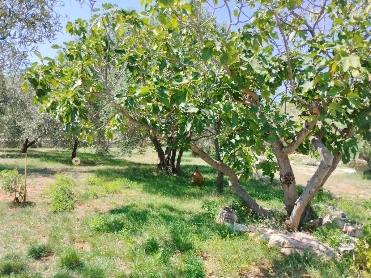 法扎纳Marti'S House In The Olive Grove公寓 外观 照片
